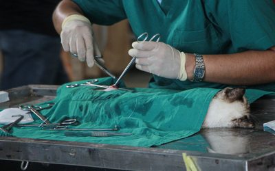 adult-animal-care-clinic-1350593-2